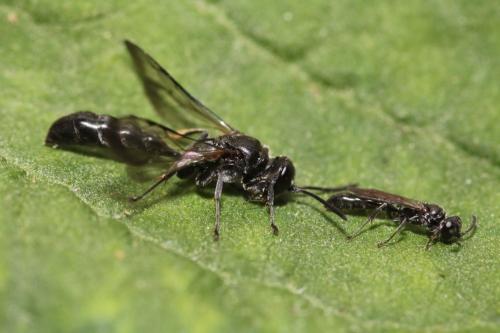 Réf. 315 343 : Trypoxylon figulus